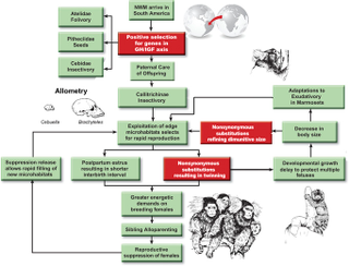 Illustration for article titled These Monkeys Always Give Birth to Twins – How Do They Do It?
